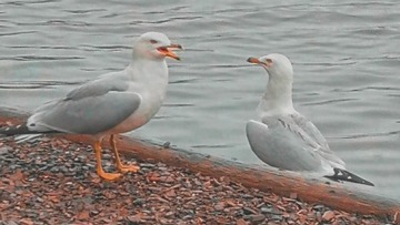 74440