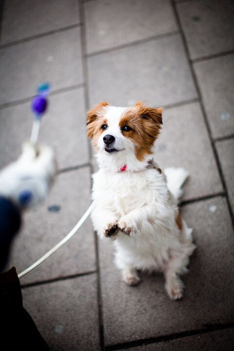 Begging for a candy<br />
