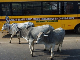 IMGP9590.jpg