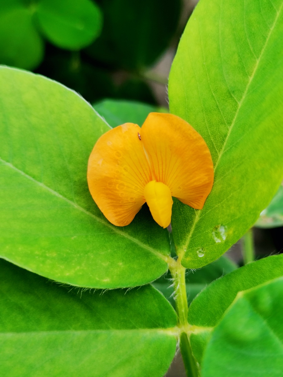 第一次见花生居然也会开花