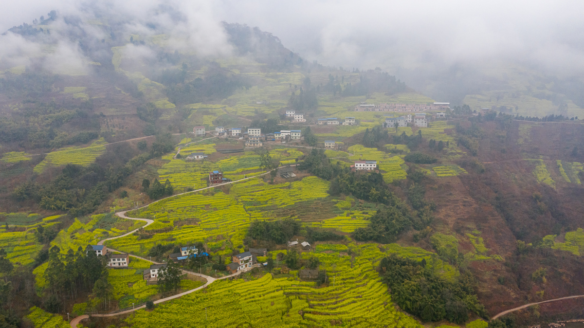 2021年2月14日四川省宜宾市屏山县中都镇油菜花已进入盛开期从山脚到