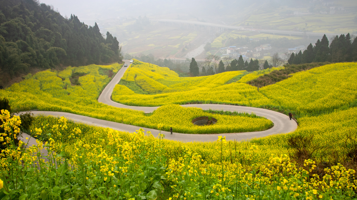 2021年2月14日四川省宜宾市屏山县中都镇油菜花已进入盛开期从山脚到
