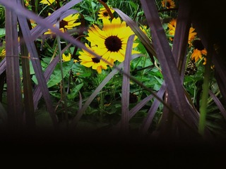 F5863803-3487-45DE-BF44-2A0DDAF99BF9/L0/001
