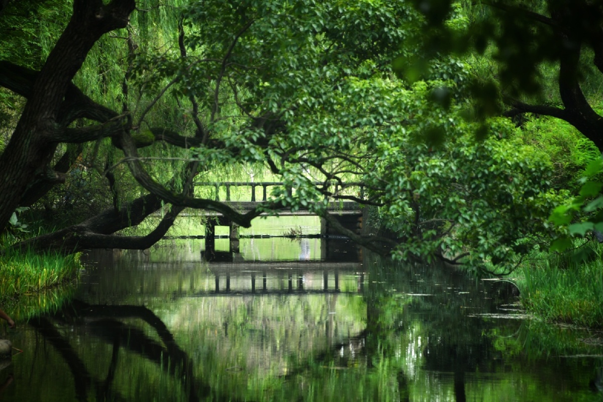 上海共青国家森林公园绿荫蔽日犹如仙境