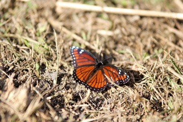 IMG_1335.jpg