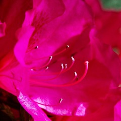 IMGP7081.jpg
