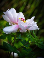 IMGP7220.jpg
