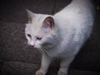 IMGP7406.jpg