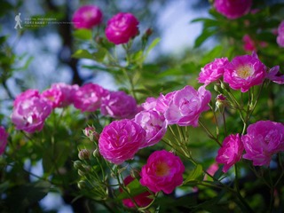 IMGP7524.jpg