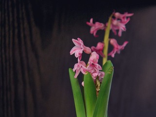 IMGP0714_2