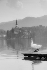 _DSC3447.jpg