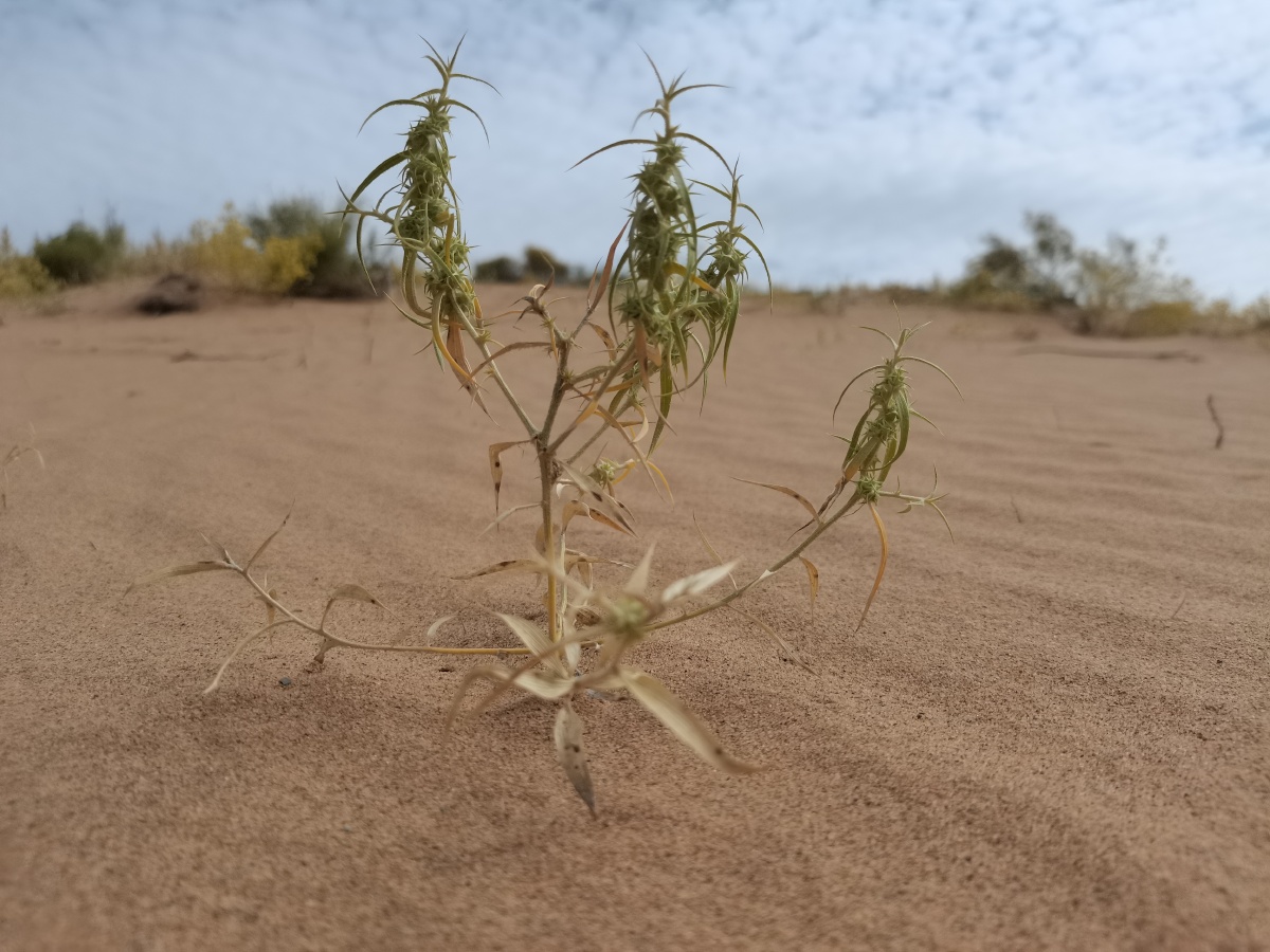 沙漠中倔强的小花顽强的生命力致敬生命