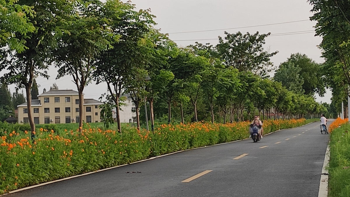 乡村公路这是云梦县美丽乡村西王村的通村公路路边鲜花盛开人们象走在