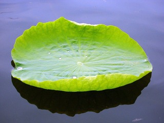 SAM_1441_conew1.jpg