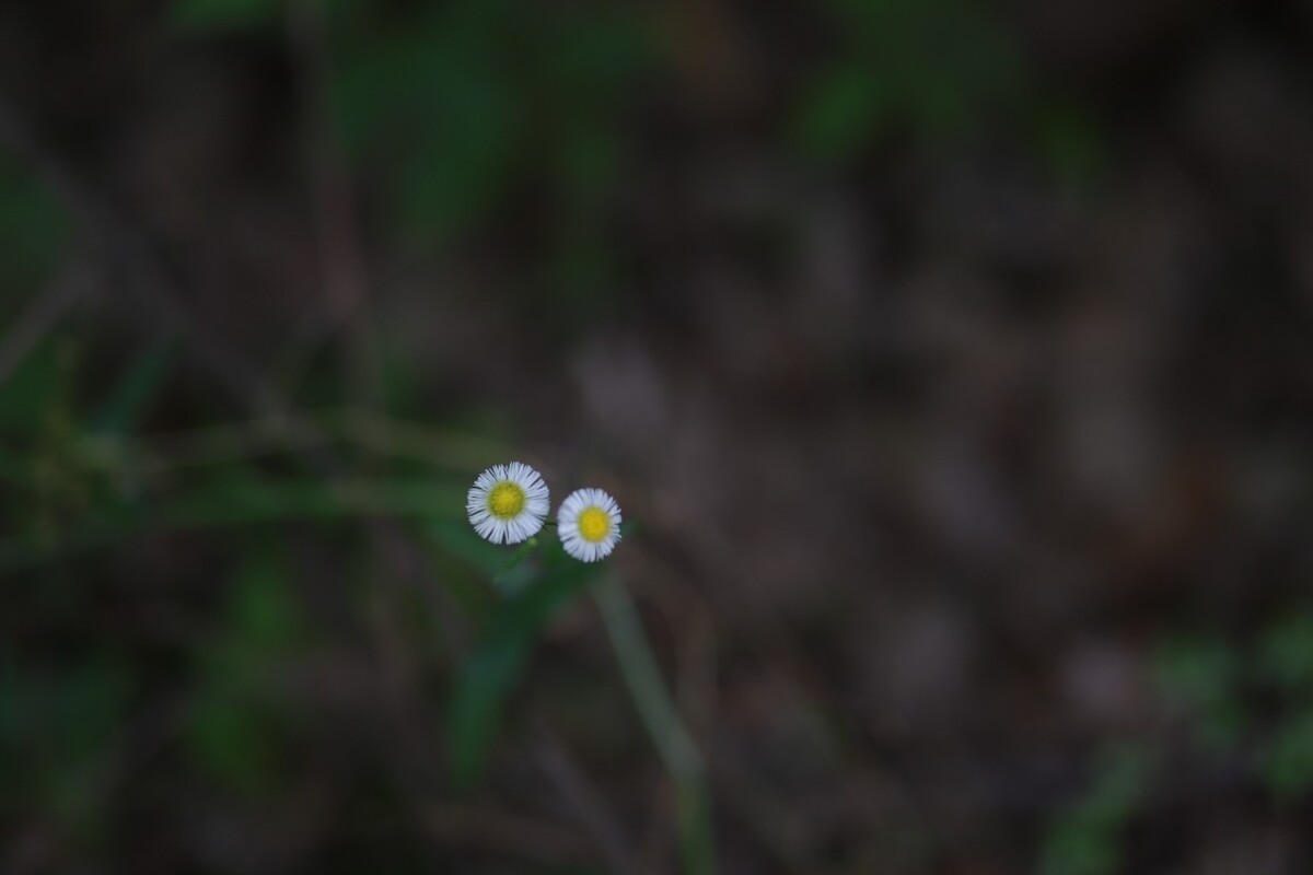 雏菊小小朵 晨光浅相闻