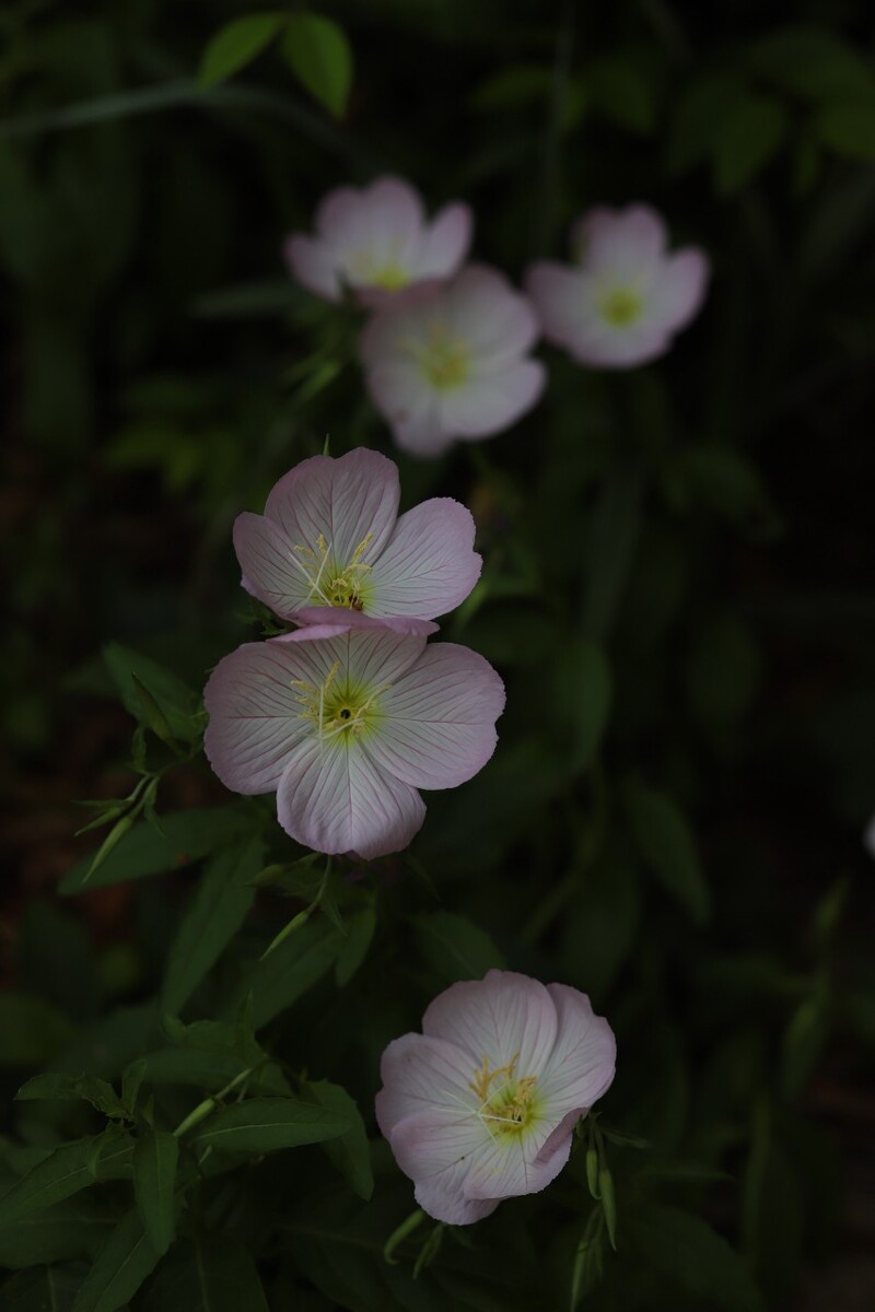 美丽月见草 花开也温柔