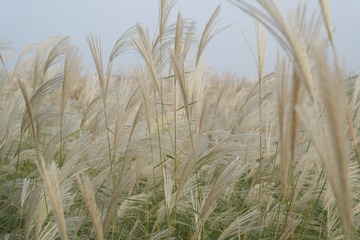 58CA0DBA-D337-42B4-9D97-3C11378B722C/L0/001