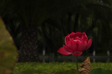 20125