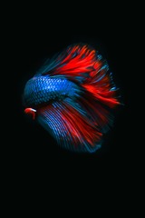 斗鱼3