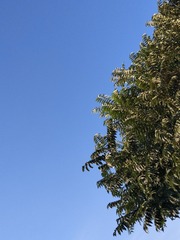 593067