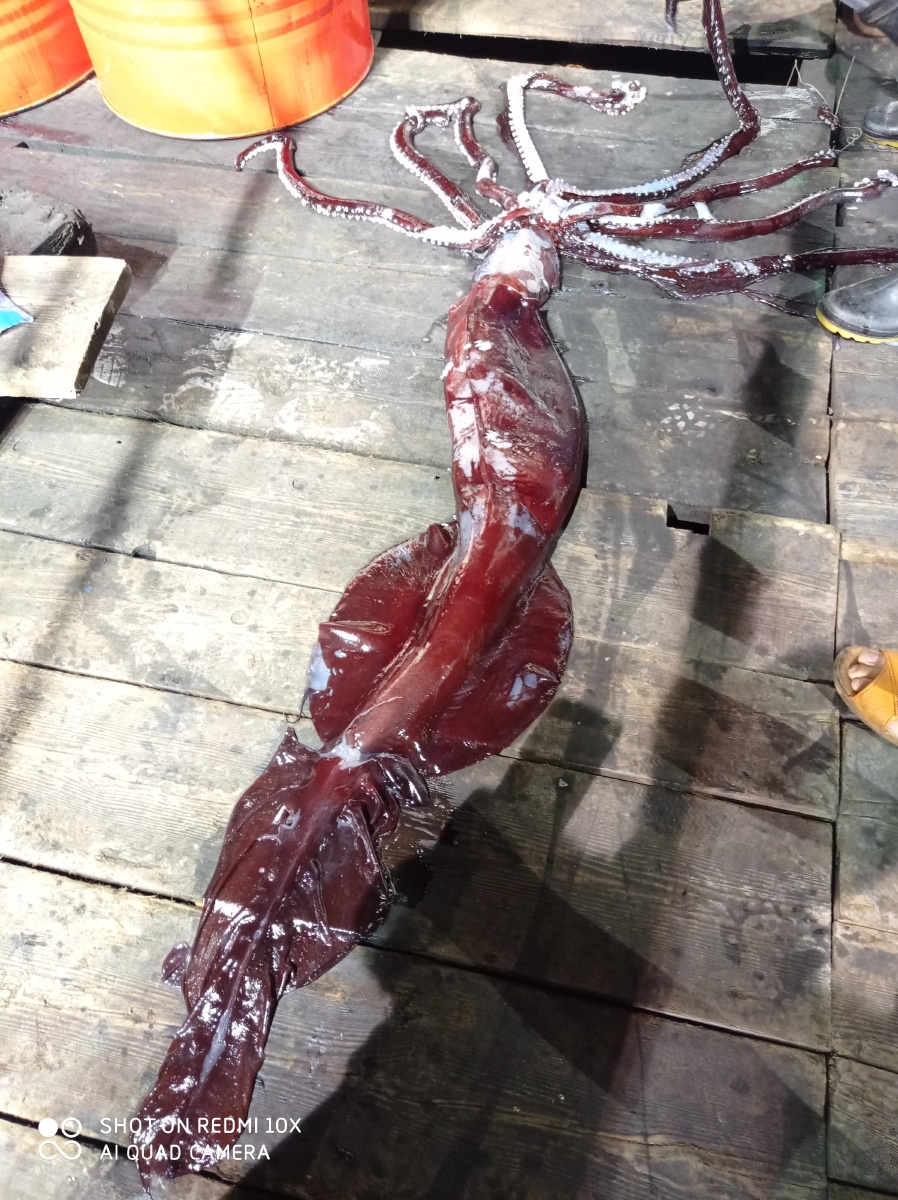 应该是属于变异的鱿鱼有幸我能亲眼所见印度洋海域4000米