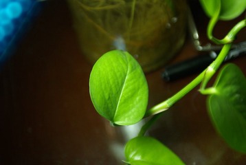 _IGP5605.JPG