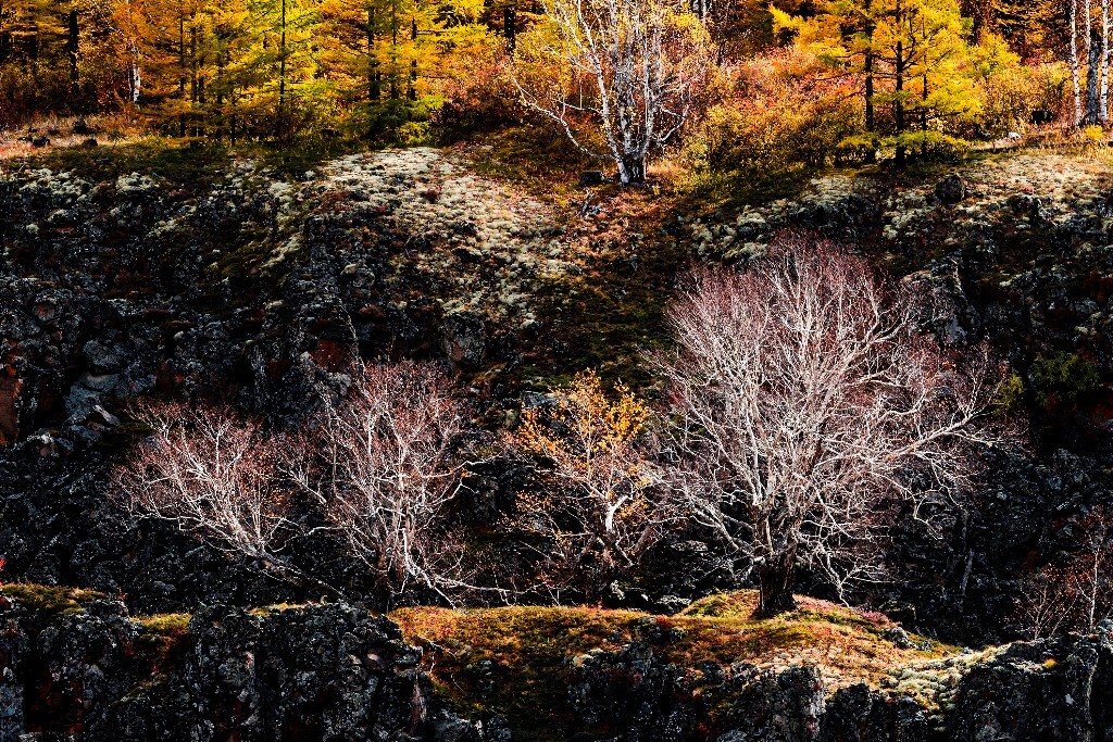 摄于阿尔山国家森林公园。<br />
三个白色小树顽强生长在岩壁上。白色树干和周围黑色的火山地貌形成鲜明的对比。<br />
