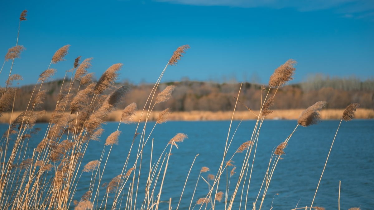 北京奥林匹克公园芦苇荡 - 烟花色 - 图虫