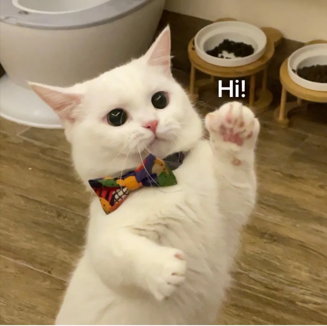 猫猫表情包