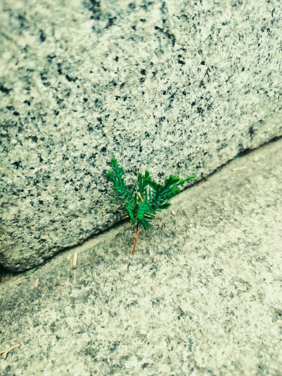 夏天快去爱上一棵小草吧! - 秦姝 - 图虫