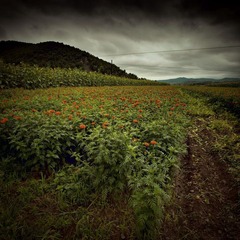 IMG_2961-4