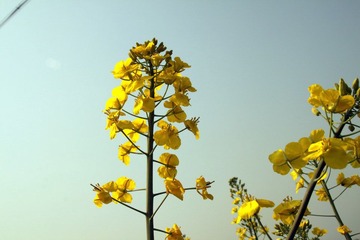 IMG_6136.JPG