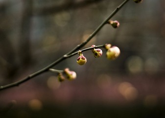 IMGP5181.JPG