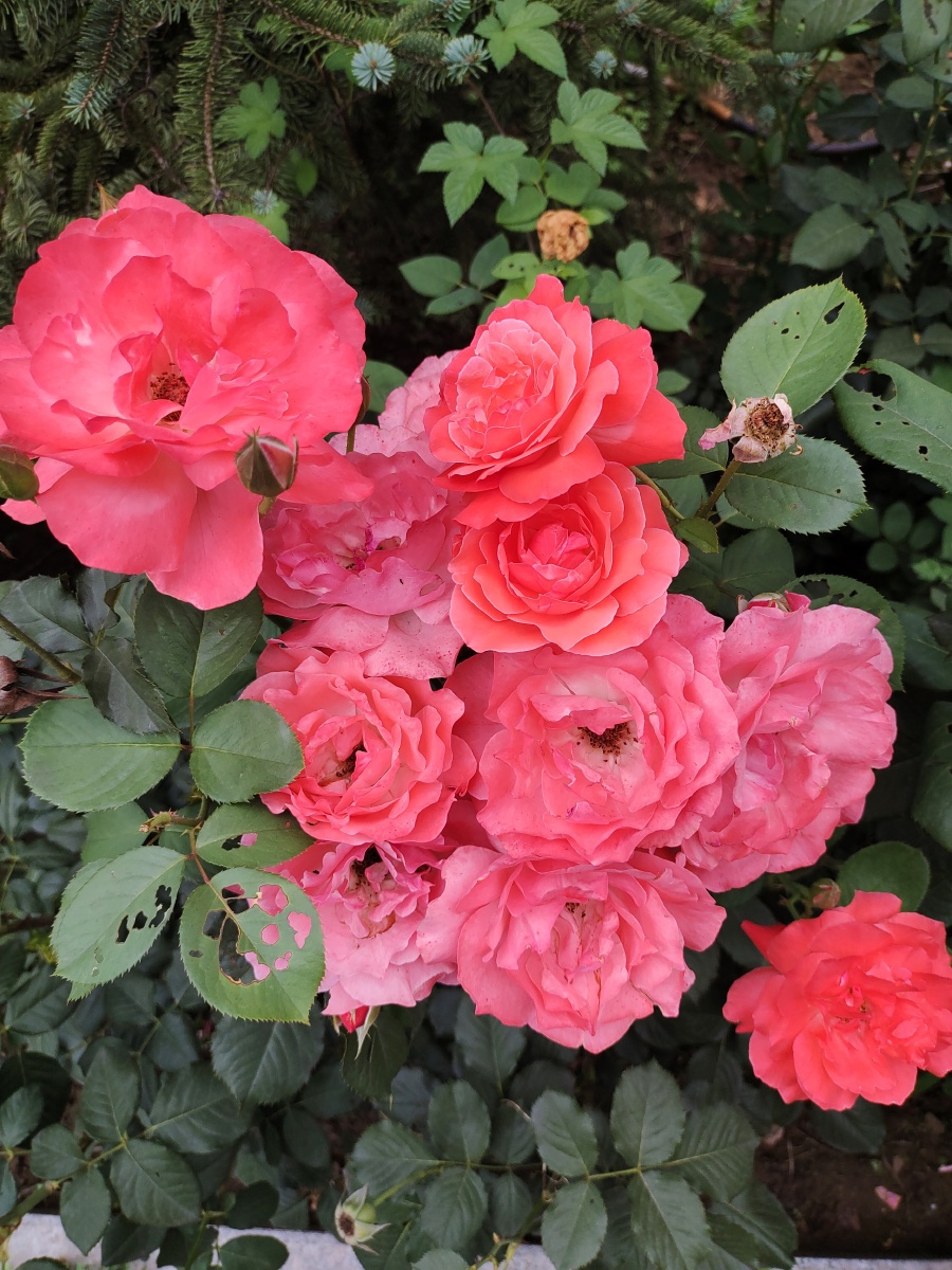 花朵盛开,怒放的生命,姹紫嫣红