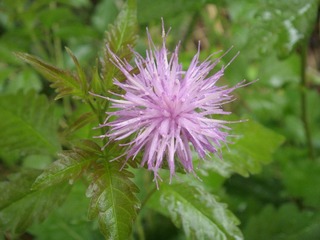 DSC02209.JPG