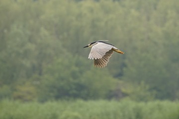 96914