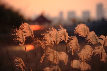 _MG_8826.JPG