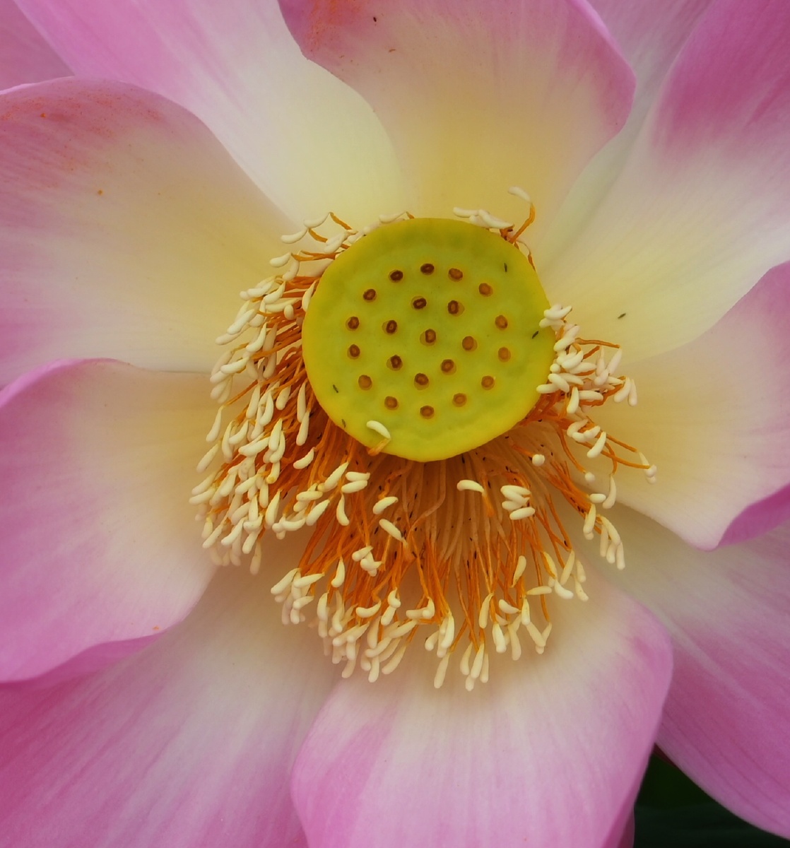 荷花仙子一直没有仔细看莲花的花蕊特别好看