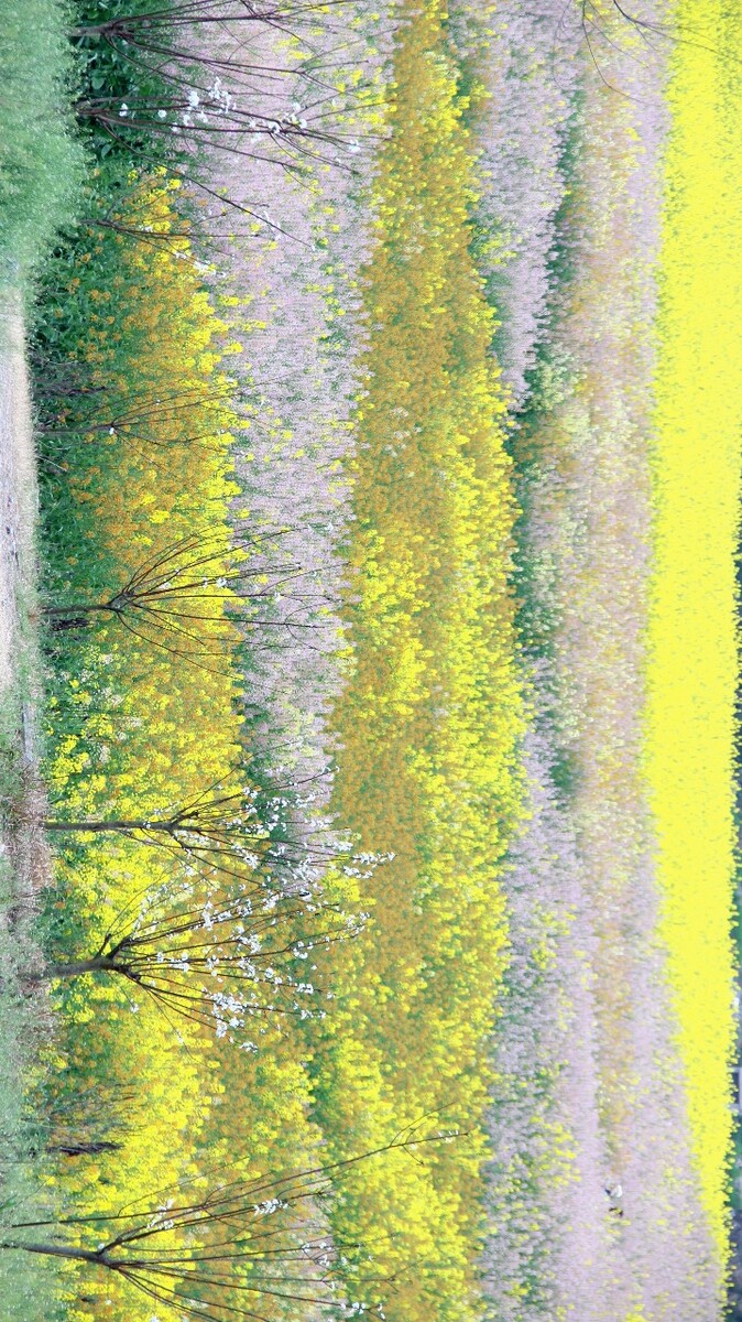 三色油菜花