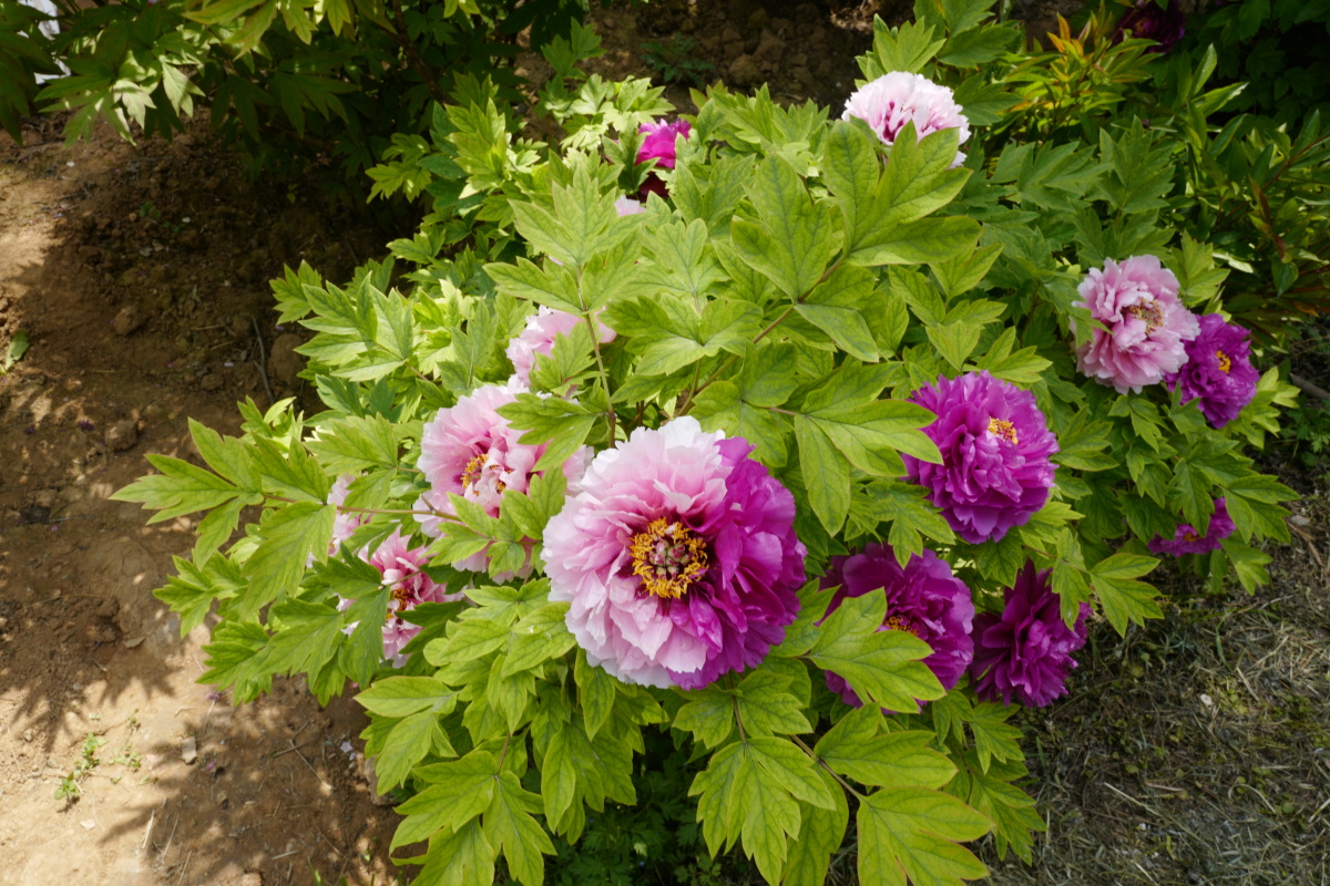 洛阳牡丹摄影系列作品之一(二乔)