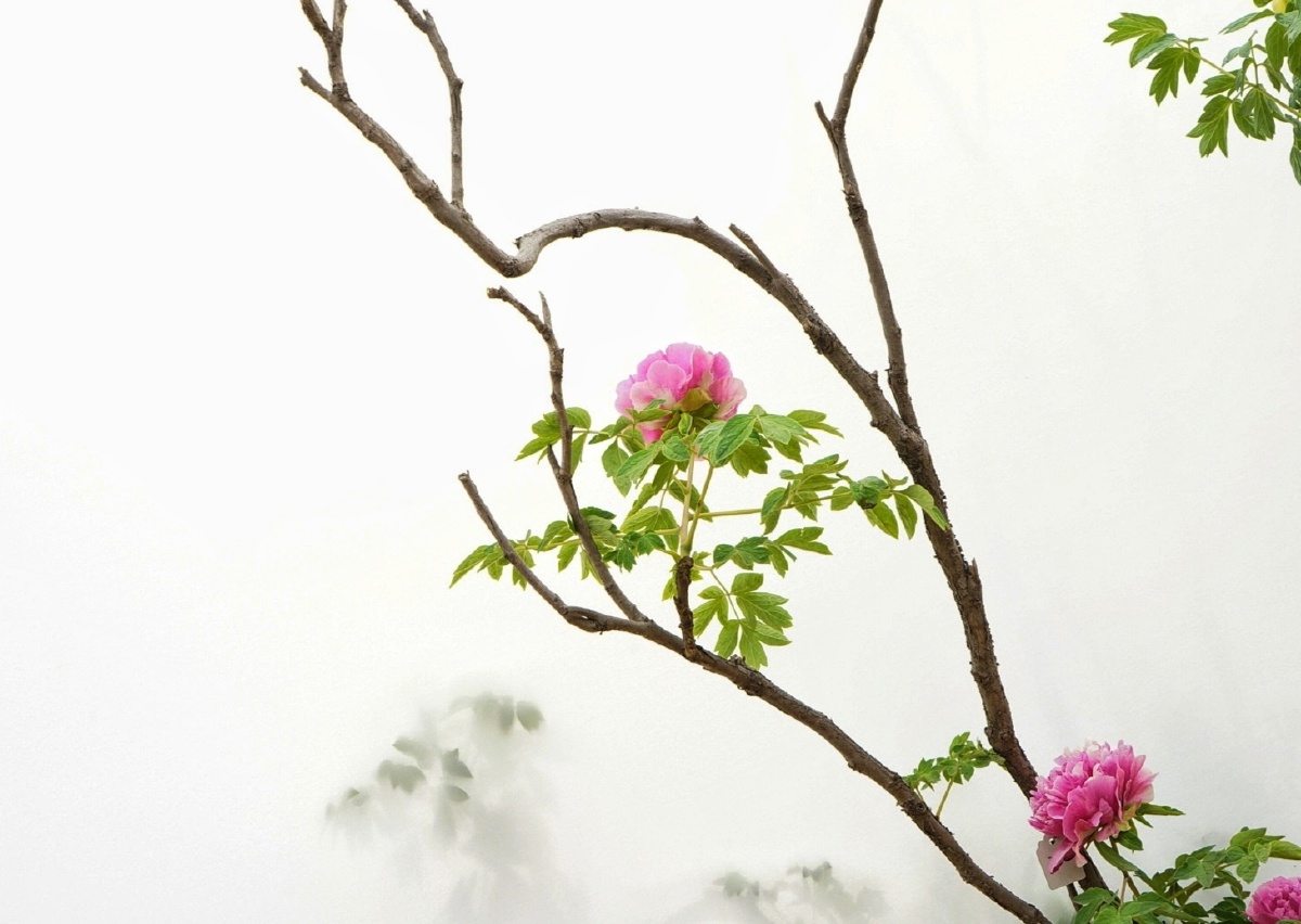 洛阳牡丹摄影系列作品之一