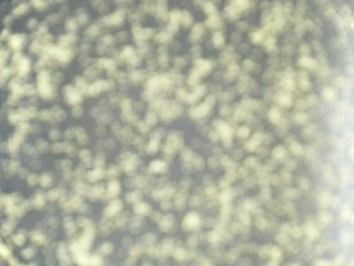 DSCF1576.JPG