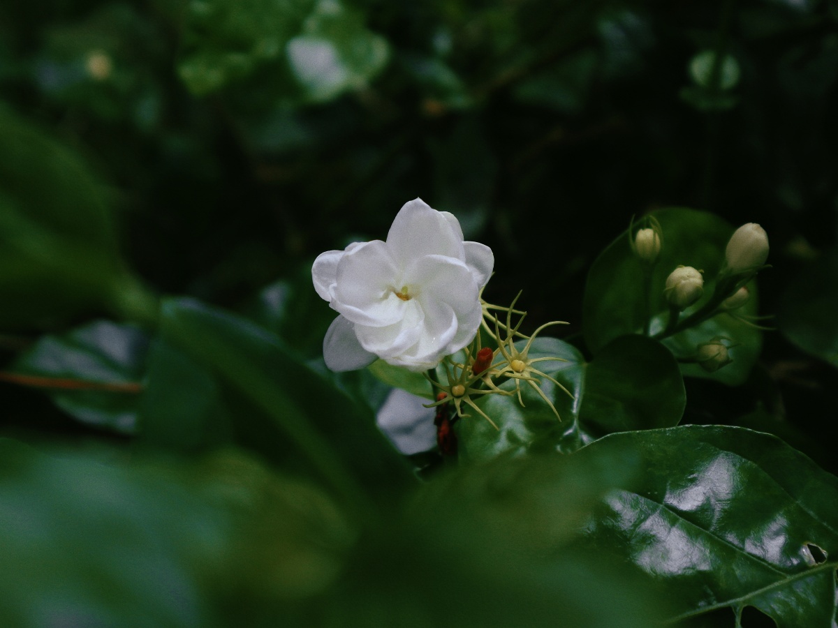 雨后的茉莉花