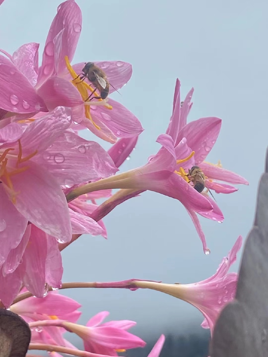 早晨的花朵