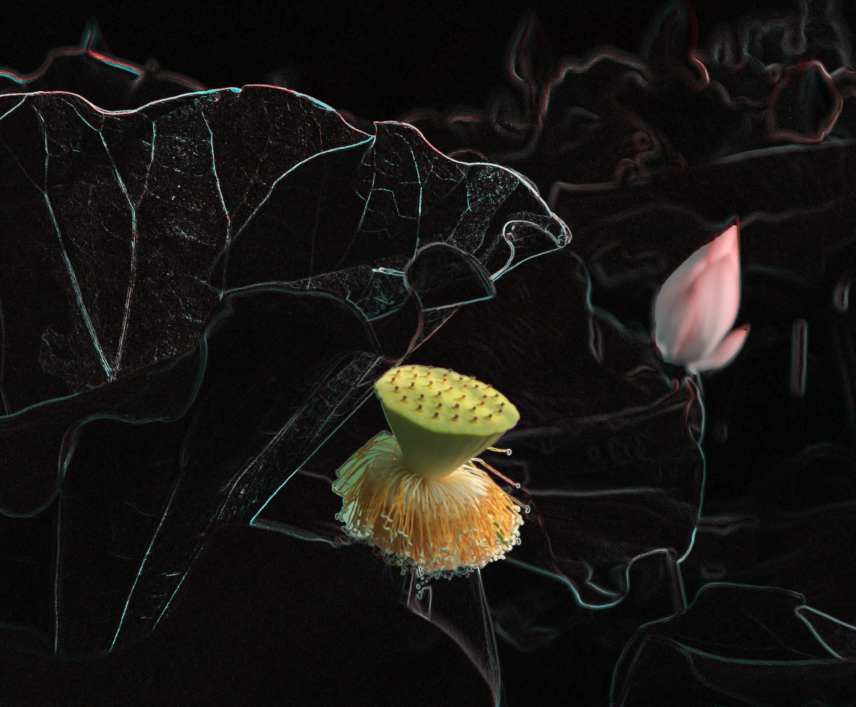 创意摄影版画荷花