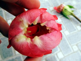IMG_5020.jpg