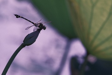 1554594