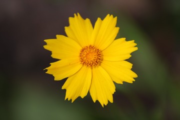 1444031