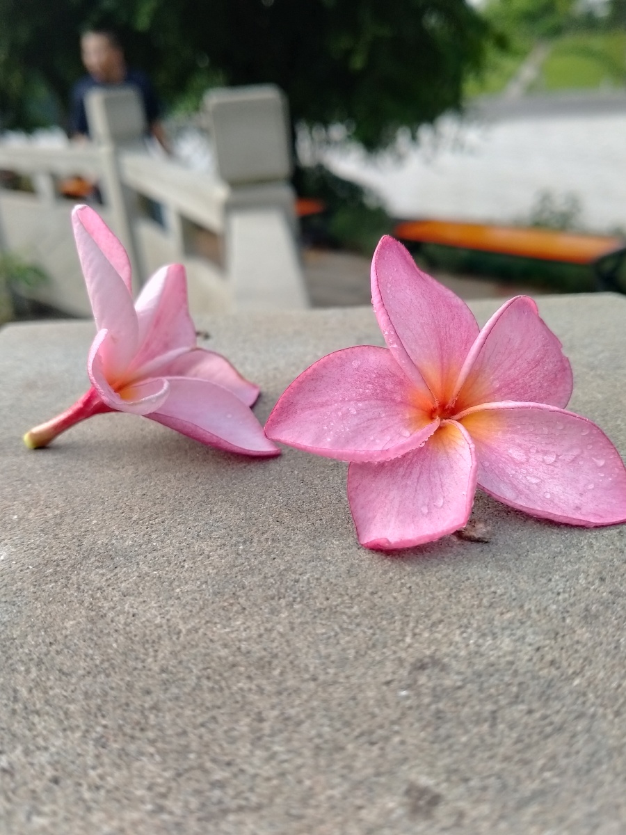 静物摄影粉色鸡蛋花