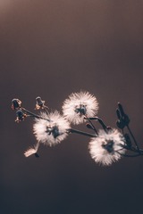 67509